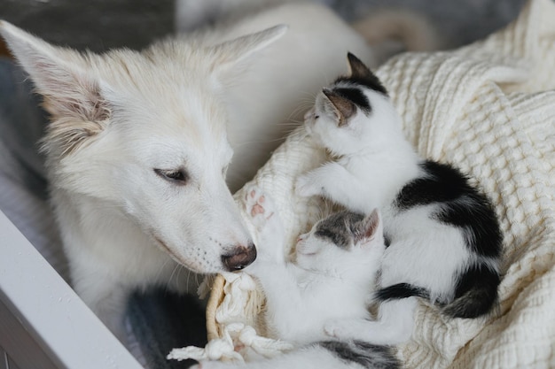Adorable cachorro blanco mirando lindos gatitos durmiendo en una manta suave en la canasta Adopción