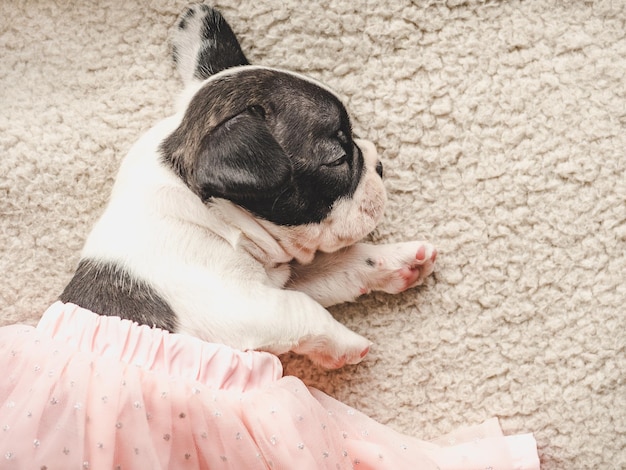 Adorable cachorro bonito acostado en el alféizar de la ventana