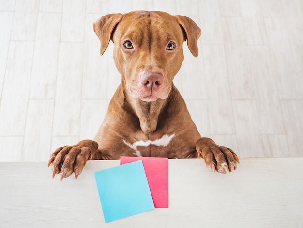 Adorable cachorro bonito de color marrón y tarjeta de felicitación