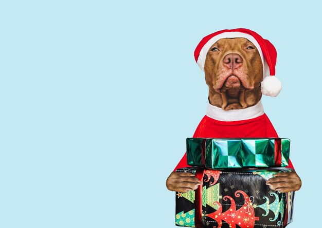 Adorable cachorro bonito Sombrero de Papá Noel y caja festiva