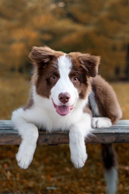 Adorable cachorro de Border collie sentado en el suelo. Lindo perrito mullido de cuatro meses en el parque.