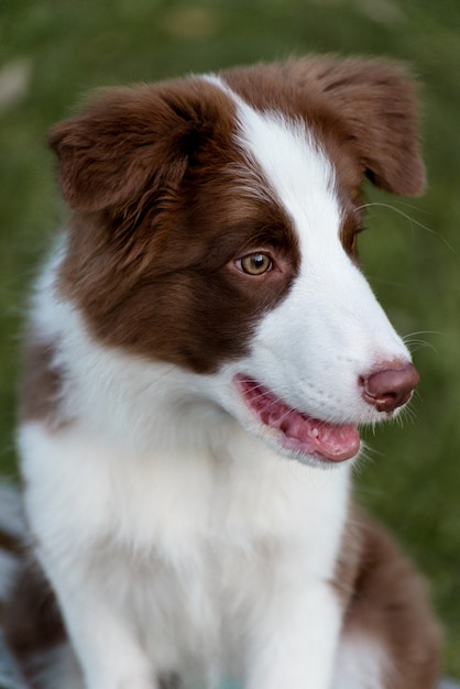 Adorable cachorro de Border collie sentado en el suelo. Lindo perrito mullido de cuatro meses en el parque.