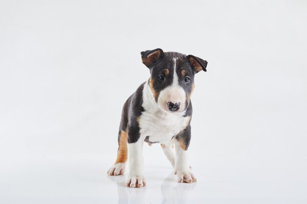 Adorable cachorro de bull terrier curioso posando sobre fondo blanco de estudio. Chico bullterrier en miniatura.