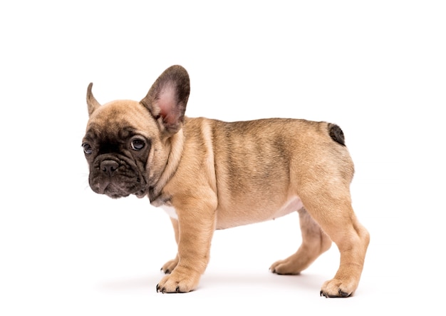 Adorable cachorro de Bulldog Francés color beige. Lindo perrito sobre un fondo blanco.