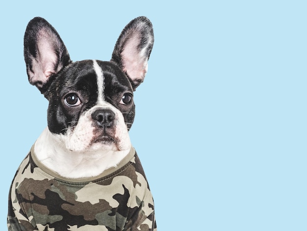 Foto adorable cachorro y camisa militar en primer plano en el interior
