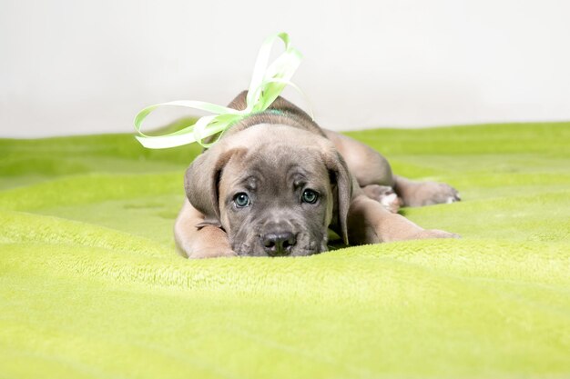 adorable cachorro de cane corso