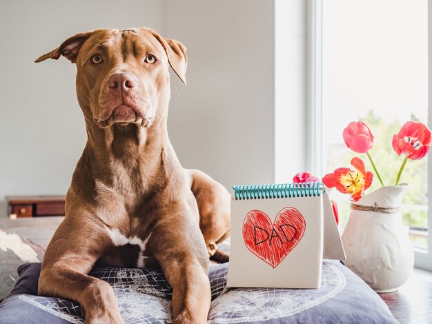 Adorable cachorro de color chocolate, cuaderno con un corazón pintado y la inscripción DAD. Primer plano, en el interior, fondo blanco. Felicitaciones para familiares, parientes, amigos y colegas.