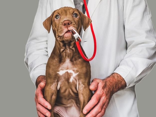 Adorable cachorro de color chocolate en la recepción del médico veterinario.