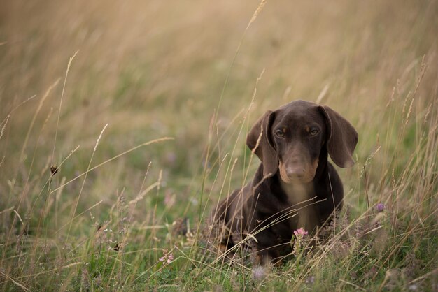 Adorable cachorro de dachshund jugando en la hierba