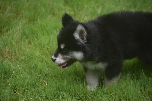 Adorable cachorro de husky siberiano sacando la lengua