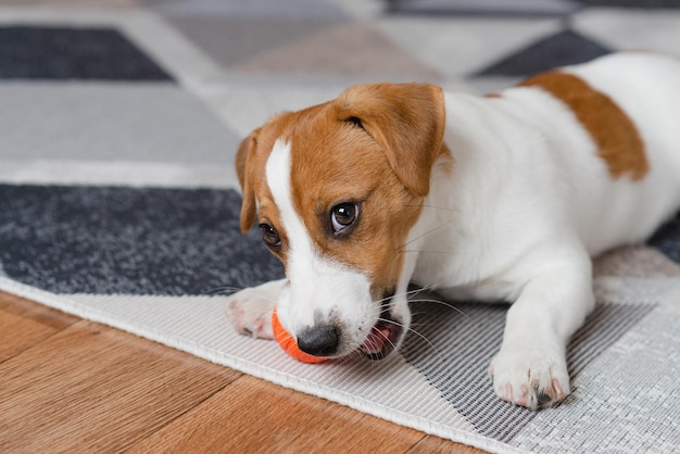 Adorable cachorro Jack russell terrier con una bola naranja en casa mirando a la cámara