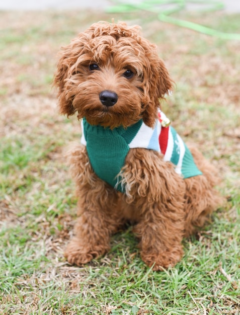 Adorable cachorro labradoodle marrón sobre la hierba