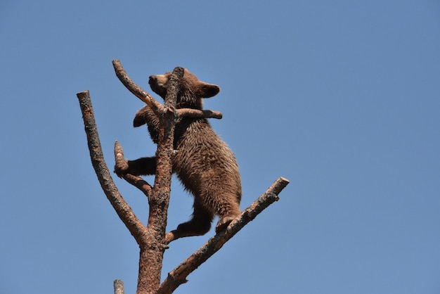 Adorable cachorro de oso negro trepando por un árbol contra el cielo azul.