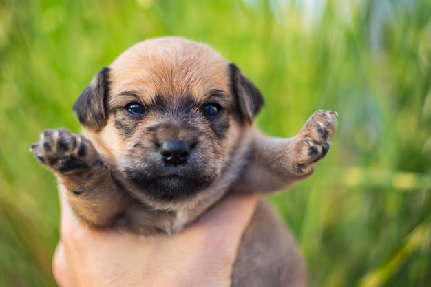 Adorable cachorro recién nacido en manos