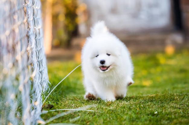 Adorable cachorro samoyedo corriendo en el césped