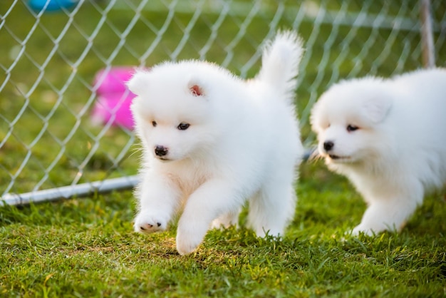 Adorable cachorro samoyedo corriendo en el césped