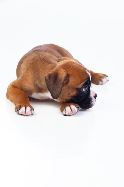 Adorable cachorro tirado en el piso