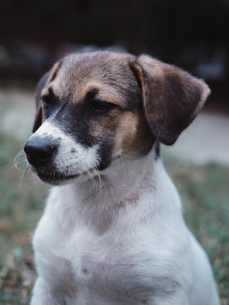 Un adorable cachorro tricolor de pura raza sentado en la hierba y posando ante la cámara. hermosa pequeña