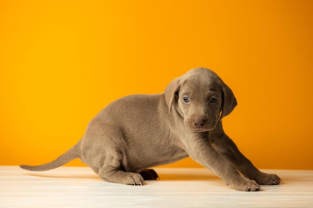 Adorable cachorro weimaraner lindo sobre fondo naranja