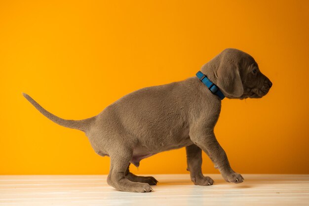 Adorable cachorro weimaraner lindo sobre fondo naranja