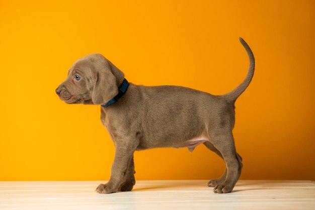 Adorable cachorro weimaraner lindo sobre fondo naranja