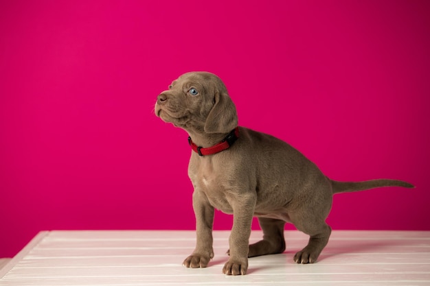 Adorable cachorro weimaraner lindo sobre fondo rosa