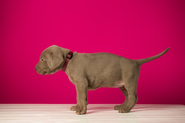 Adorable cachorro weimaraner lindo sobre fondo rosa