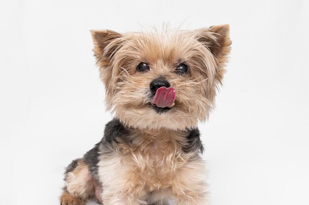 Adorable cachorro de Yorkshire Terrier