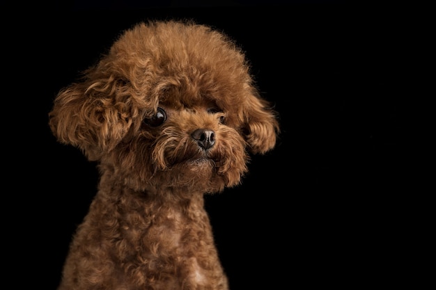 Adorable caniche en una pared negra