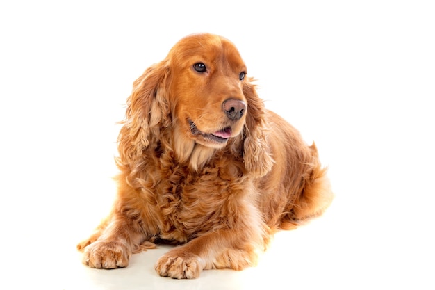 Adorable Cocker Spaniel aislado en blanco