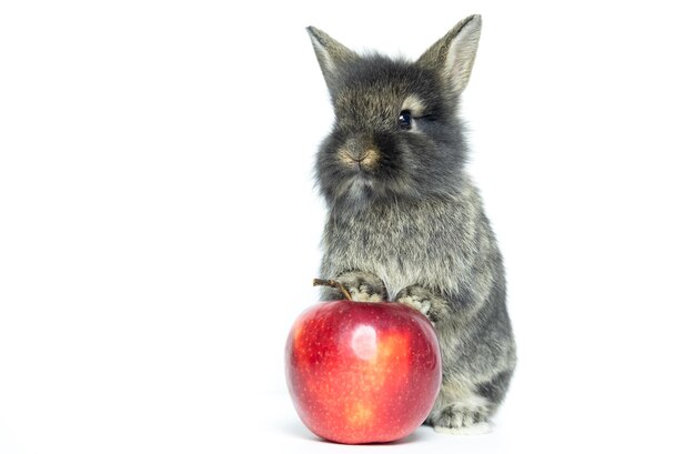 Adorable conejito encantador conejo gris con manzanas rojas sobre fondo blanco Concepto de comida animal