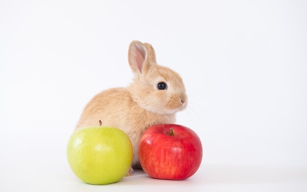 Adorable conejito encantador con manzanas rojas sobre fondo blanco Concepto de comida animal