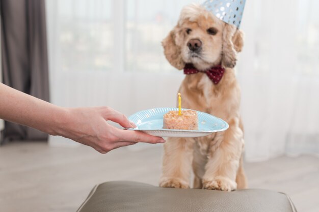 Adorable cumpleaños de mascota cocker spaniel en sombrero de cono de fiesta soplar vela en lata de perro comida como pastel en plato desechable a mano