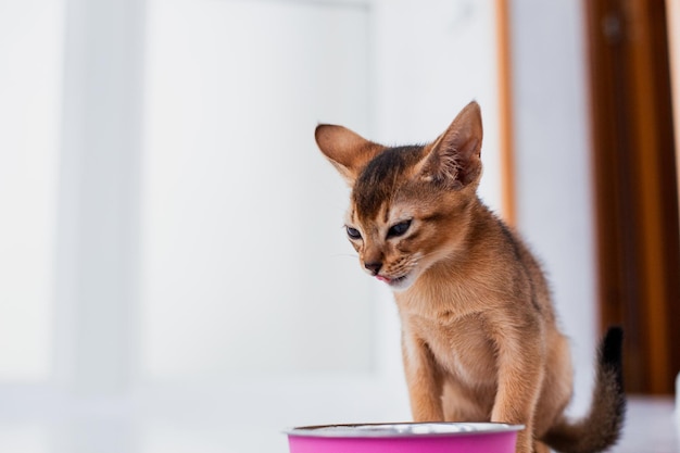 Adorable gatito abisinio come comida húmeda sobre fondo blanco de madera Lindo gatito de pura raza en la cocina