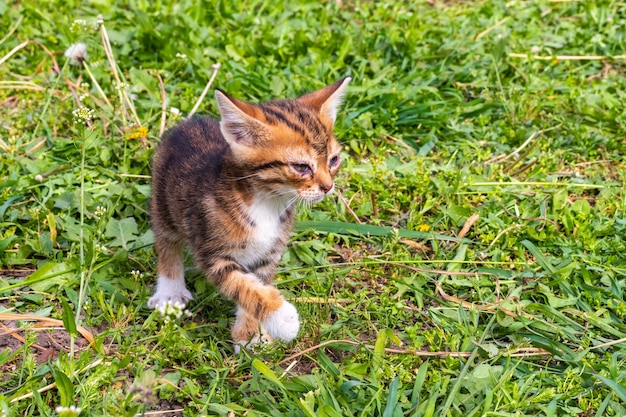 Adorable gatito atigrado maullando al aire libre