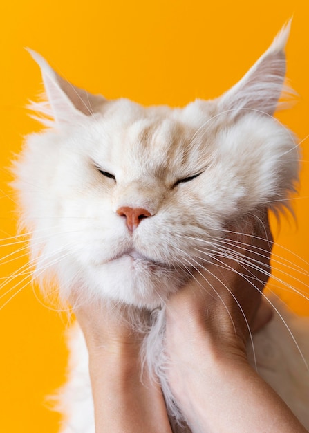 Foto adorable gatito blanco con pared monocromática detrás de ella