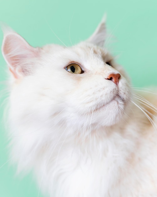 Foto adorable gatito blanco con pared monocromática detrás de ella