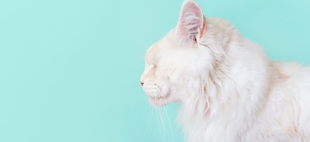 Adorable gatito blanco con pared monocromática detrás de ella