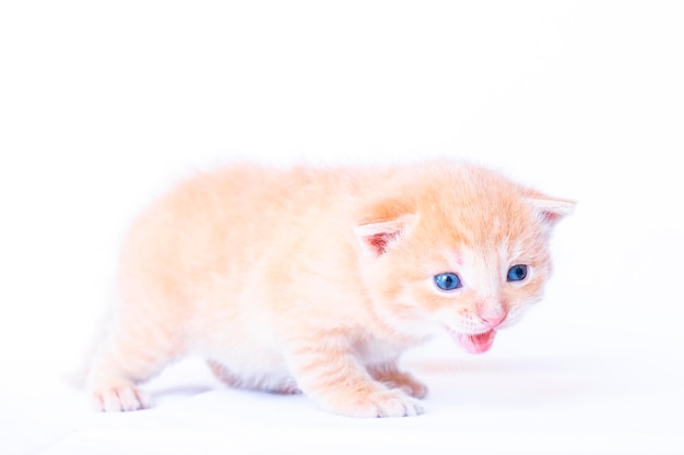 Adorable gatito en blanco