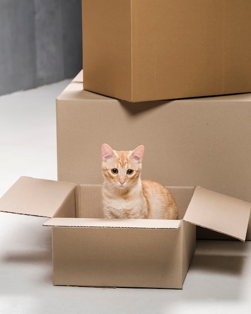 Foto adorable gatito dentro de una caja de cartón