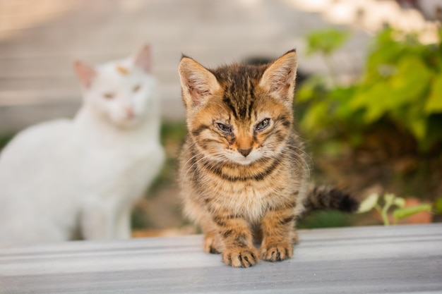 Adorable gatito doméstico gato gato callejero retrato de un gato callejero abandonado sin hogar