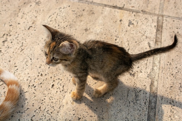 Adorable gatito doméstico gato gato callejero retrato de un gato callejero abandonado sin hogar