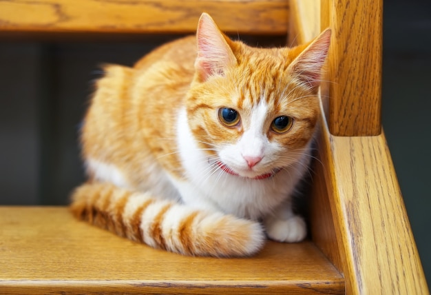 Adorable gatito jengibre sentado en escalones de madera. Gato naranja mirando hacia abajo en la escalera