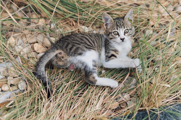 Foto adorable gatito jugando al aire libre