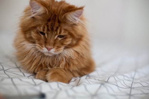 Adorable gatito maine coon jengibre sentado en la colcha blanca. Espacio para texto