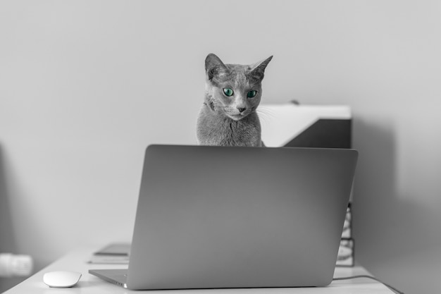 Adorable gatito mirando fuera de la computadora portátil