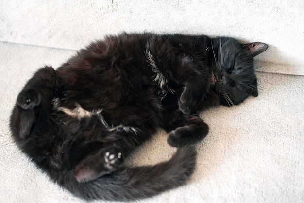 Adorable gatito negro de raza pura, tumbado boca arriba sobre un fondo blanco. Gato bien comido y relajado en una cama en casa.