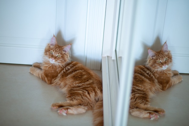 Adorable gatito rojo Maine Coon acostado cerca del espejo con su reflejo