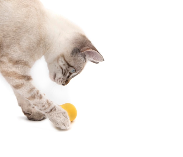 Un adorable gatito siamés, jugando con la cápsula de plástico Kinder Sorpresa, sobre un fondo blanco.