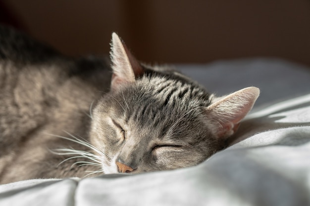 Adorable gato adulto acostado en casa y descansando. Está tomando una siesta.